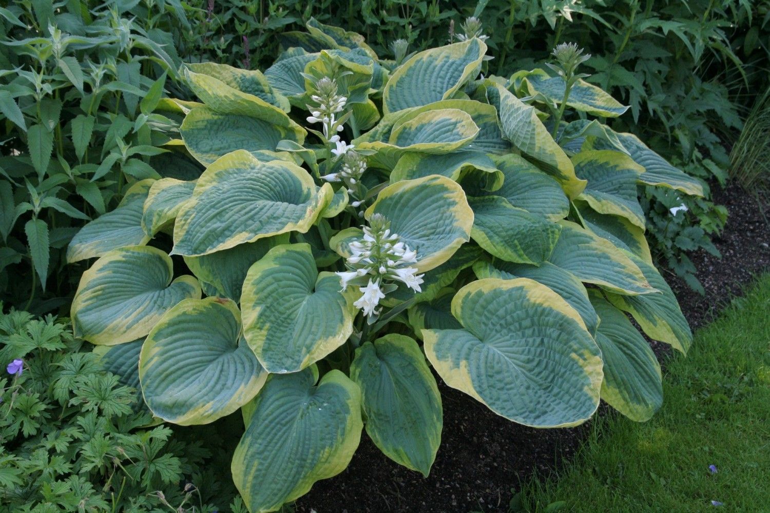 Hosta sieboldiana 'Frances Williams'